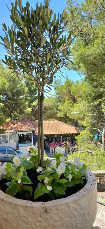 Apartmani Tila – fotografija 5
