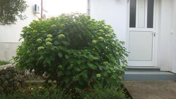Apartmani Hydrangea – fotografija 3